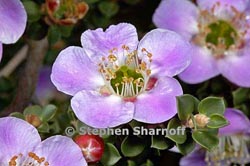 leptospermum rotundifolium thumbnail graphic